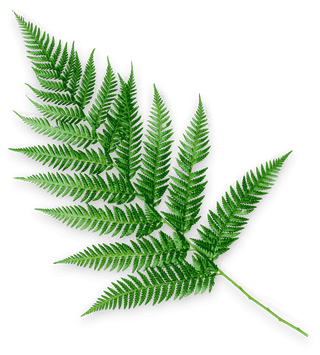 Masajes Hoja Relajante